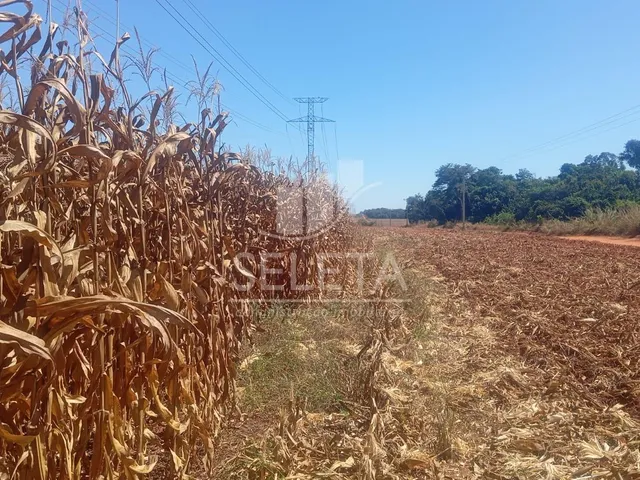 Imagem 4: FAZENDA MARIPÁ/ MT, ENTRADA e mais 6 ANOS PARA O PAGAMENTO FINAL
