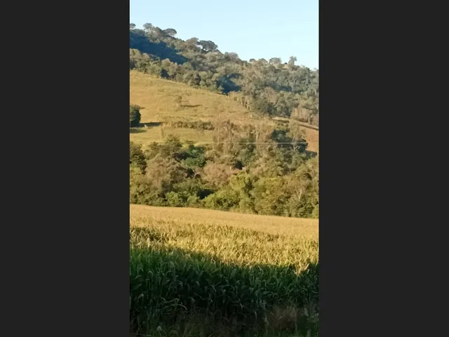 Imagem 5: Chácara a venda 1 alqueires com casa jardim alegre PR a 5 km da cidade financia