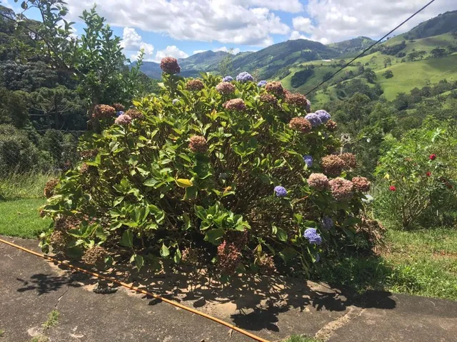 Imagem 6: Fazenda de Luxo à Venda em Delfim Moreira-MG, Bairro Taquaral: 4 Quartos, 1 Suíte, 2