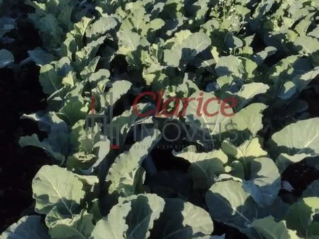 Imagem 5: Belíssima área rural, sem benfeitorias, localizada na Colônia Inhaiva, área rural de