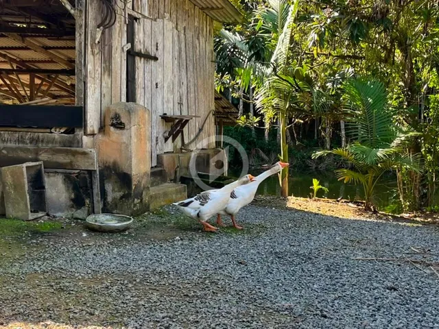 Imagem 5: Chácara à venda no bairro Barro Branco - Guaramirim/SC
