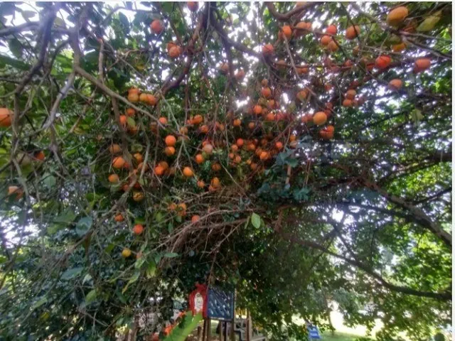 Imagem 16: Chácara à venda em Aracoiaba da Serra-SP, Bairro Cercado: 3 quartos, 1 suíte, 2 salas