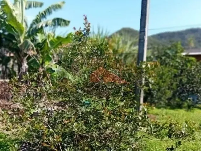 Imagem 8: Terreno no bairro do Ratones, Florianópolis/SC