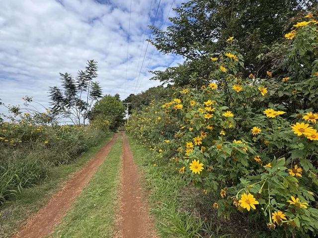 Imagem 12: Terreno em Área Rural de Dourados, Dourados/MS
