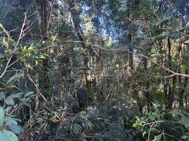 Imagem 5: Área à venda em Piraquara, Recreio da Serra, 6200m²