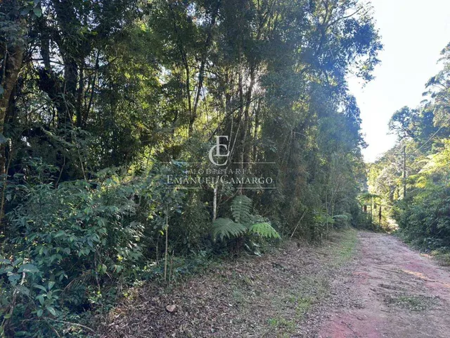 Imagem 4: Área à venda em Piraquara, Recreio da Serra, 6200m²