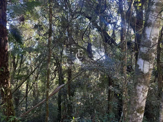 Imagem 6: Área à venda em Piraquara, Recreio da Serra, 6200m²