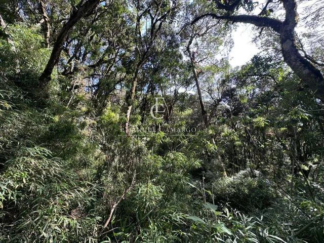 Imagem 2: Área à venda em Piraquara, Recreio da Serra, 9800m²