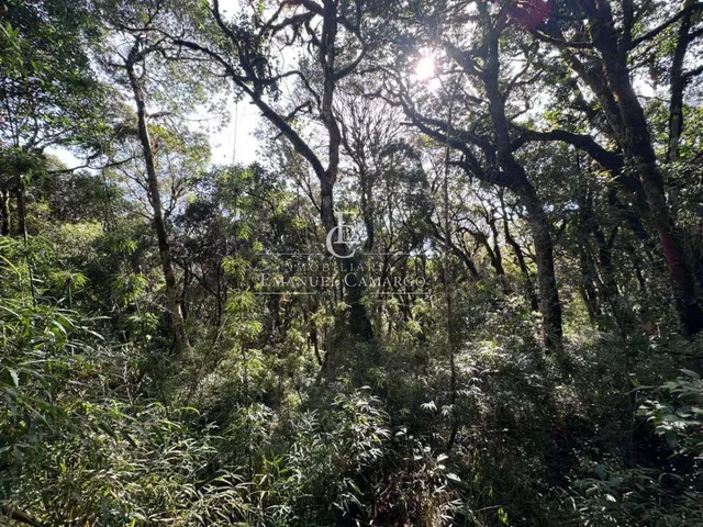Imagem 3: Área à venda em Piraquara, Recreio da Serra, 9800m²