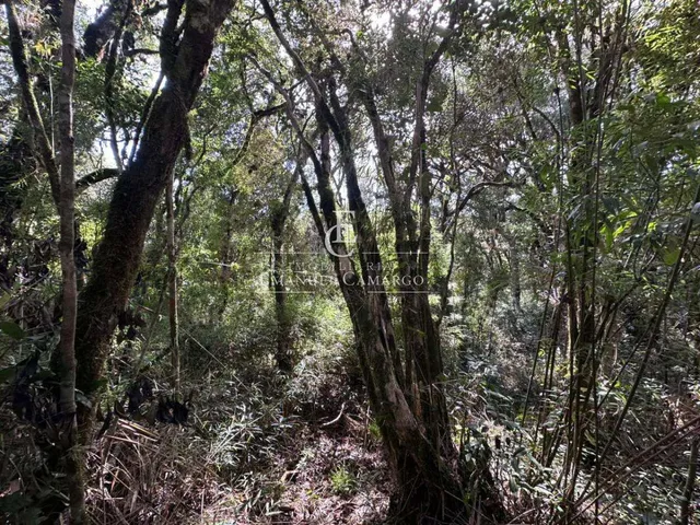 Imagem 5: Área à venda em Piraquara, Recreio da Serra, 9800m²