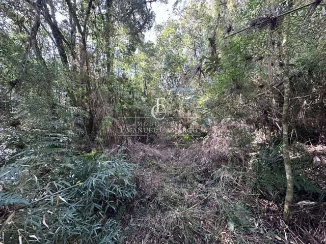 Imagem 6: Área à venda em Piraquara, Recreio da Serra, 9800m²