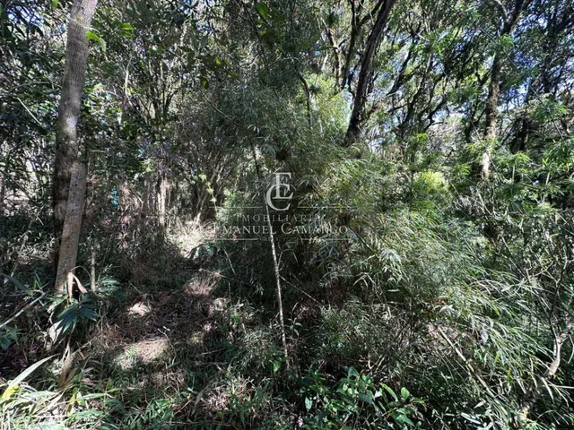 Imagem 7: Área à venda em Piraquara, Recreio da Serra, 9800m²