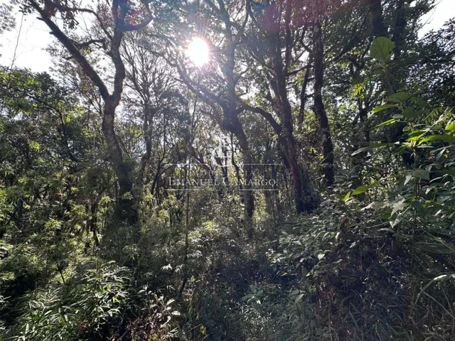 Imagem 8: Área à venda em Piraquara, Recreio da Serra, 9800m²