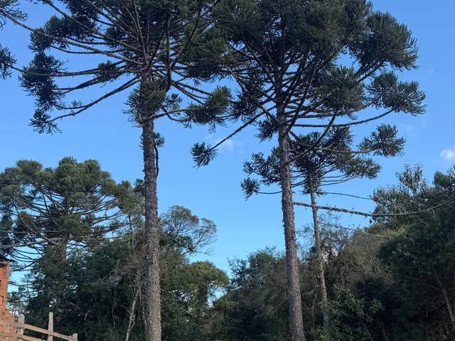 Imagem 2: Tereno em Bom Retiro Sc Serra Catarinense