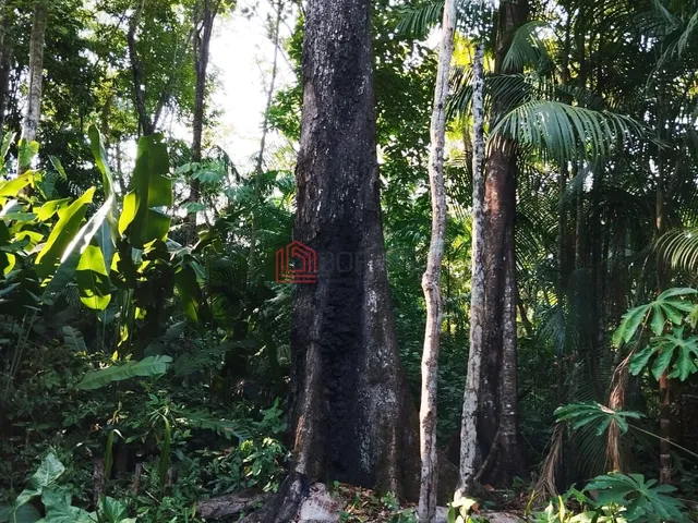 Imagem 6: Chácara no Bananal - Betel