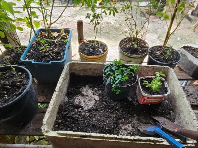 Imagem 13: Casa ampla com comércio ativo no bairro 40 Horas em Ananindeua