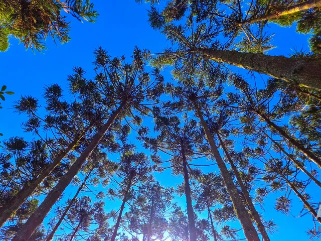 Imagem 9: CHACARA RURAL em São José dos Pinhais - PR, Contenda