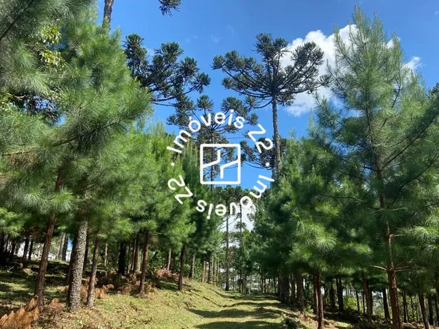 Imagem 3: TERRENO A VENDA EM CAMPO ALEGRE