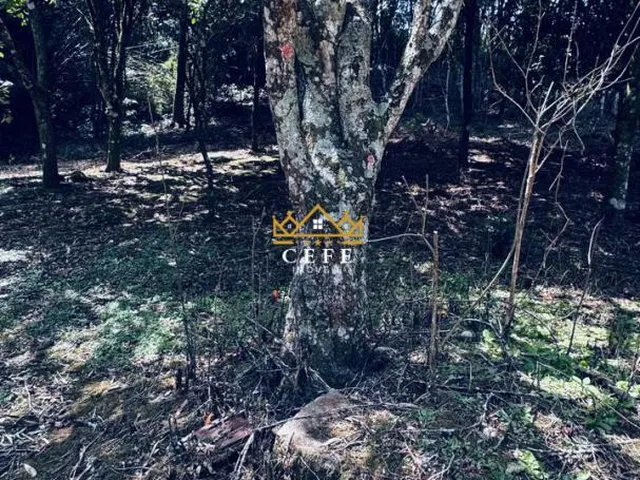 Imagem 13: Chácara Sítio com 2 Dormitorio(s) localizado(a) no bairro Alto Padre Eterno em Santa
