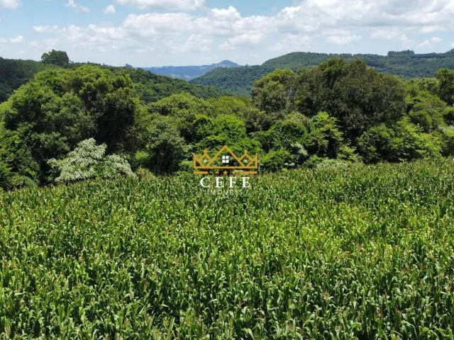 Imagem 7: Sítio em Nova Renânia, Santa Maria do Herval - Venda