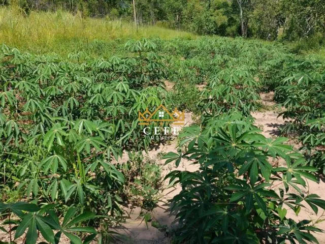 Imagem 9: Chácara à venda em Araricá, Zona Rural - Imperdível!