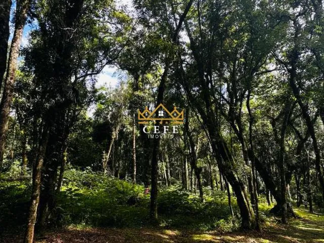Imagem 6: Lindo terreno de 4700m² na Linha Imperial - Nova Petrópolis/RS