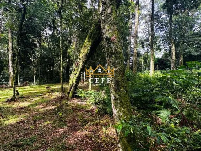 Imagem 7: Lindo terreno de 4700m² na Linha Imperial - Nova Petrópolis/RS