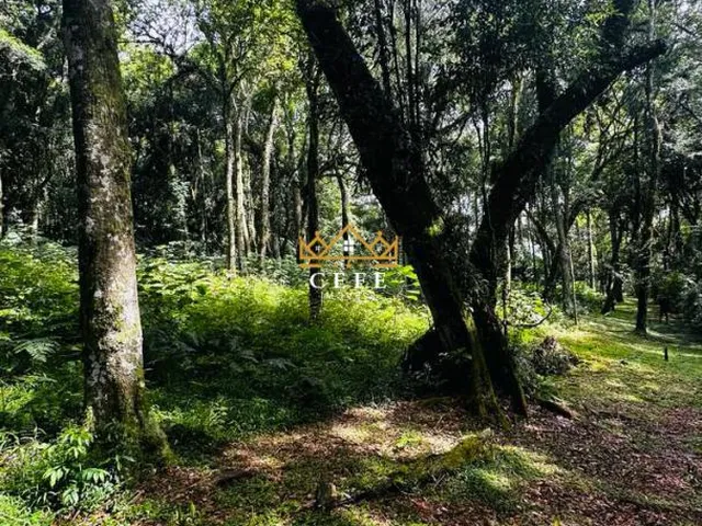Imagem 8: Lindo terreno de 4700m² na Linha Imperial - Nova Petrópolis/RS
