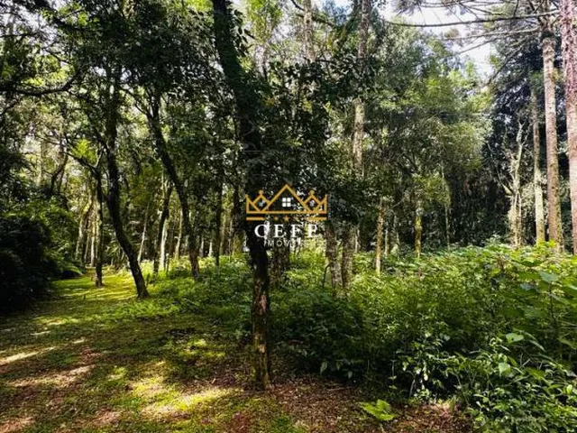 Imagem 10: Lindo terreno de 4700m² na Linha Imperial - Nova Petrópolis/RS