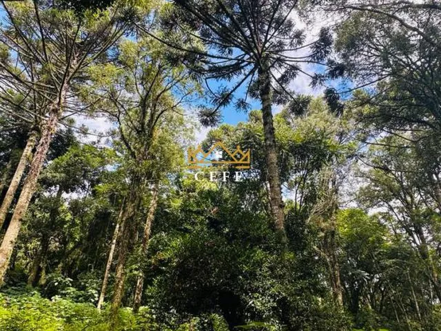 Imagem 13: Lindo terreno de 4700m² na Linha Imperial - Nova Petrópolis/RS