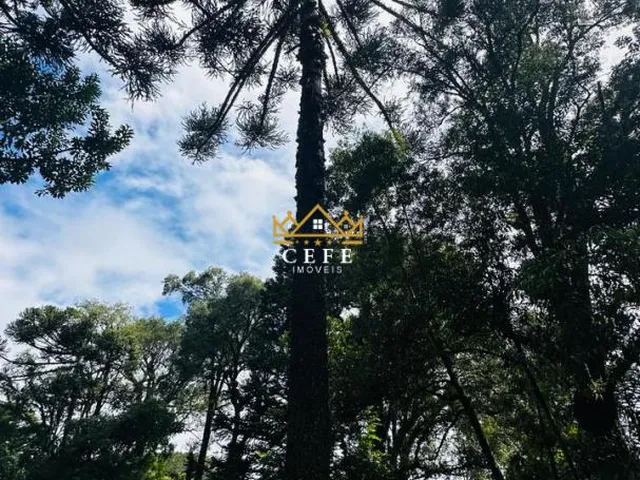 Imagem 15: Lindo terreno de 4700m² na Linha Imperial - Nova Petrópolis/RS