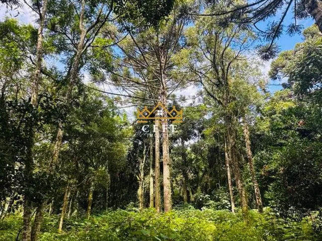 Imagem 16: Lindo terreno de 4700m² na Linha Imperial - Nova Petrópolis/RS