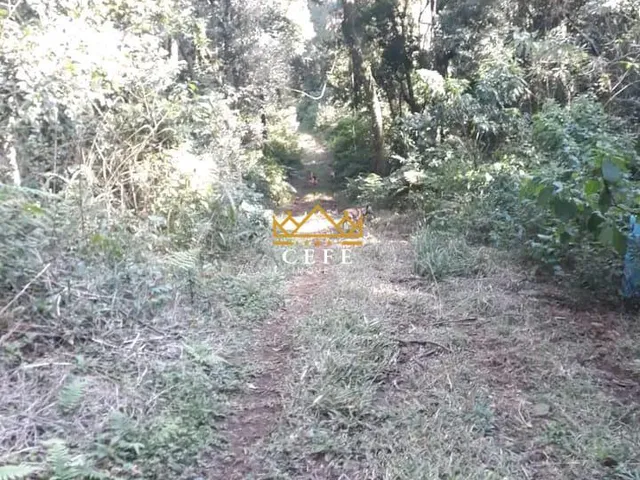 Imagem 4: Sítio na Nova Renânia em Santa maria do Herval/RS - Serra Gaúcha