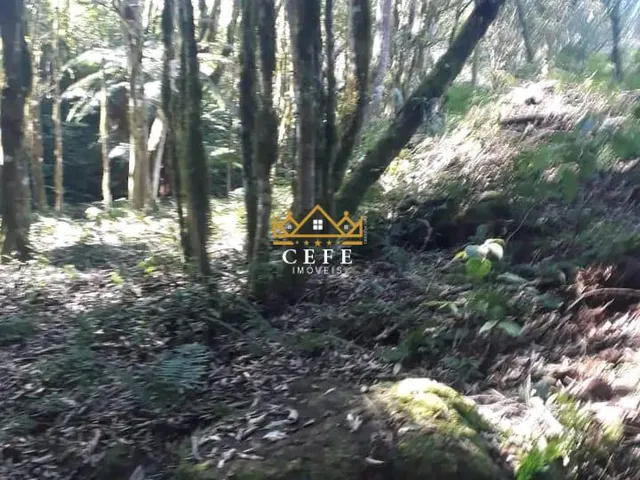 Imagem 10: Sítio na Nova Renânia em Santa maria do Herval/RS - Serra Gaúcha