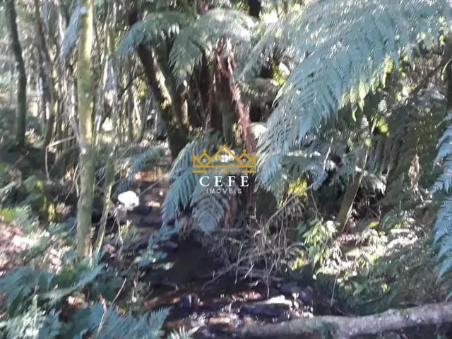 Imagem 12: Sítio na Nova Renânia em Santa maria do Herval/RS - Serra Gaúcha