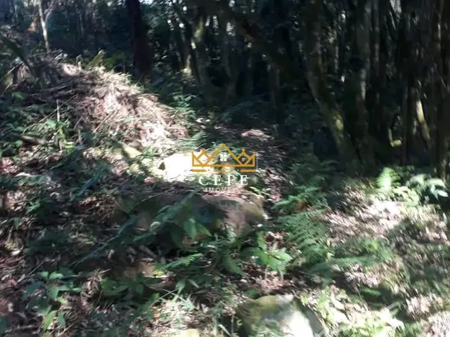 Imagem 13: Sítio na Nova Renânia em Santa maria do Herval/RS - Serra Gaúcha