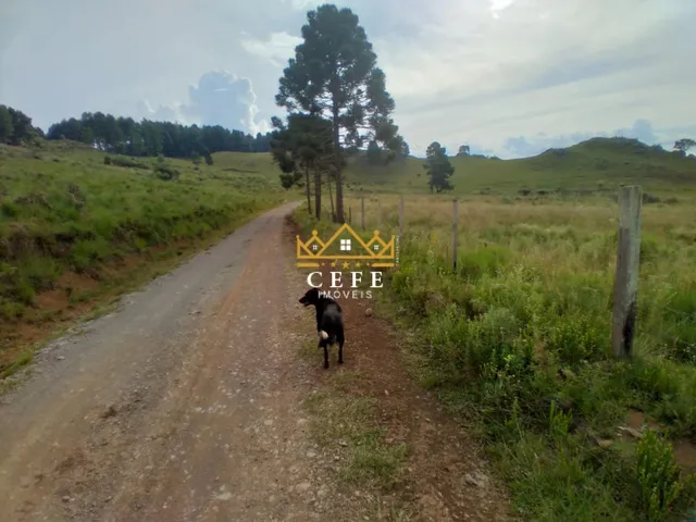 Imagem 4: Oportunidade única: Sítio à venda em São Francisco de Paula/RS