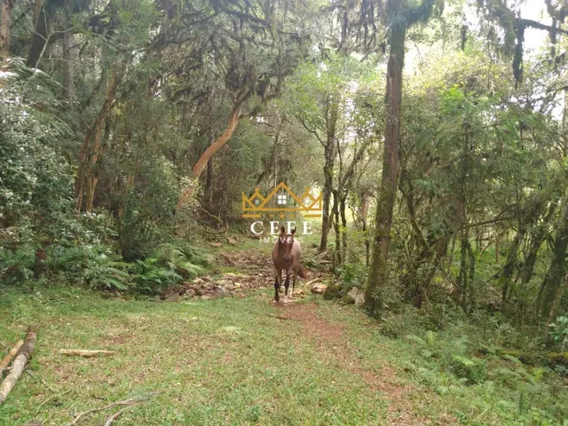 Imagem 11: Oportunidade única: Sítio à venda em São Francisco de Paula/RS