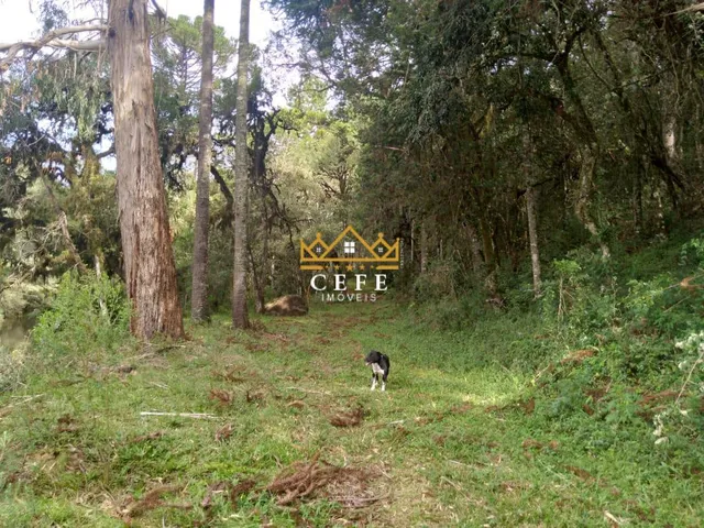 Imagem 12: Oportunidade única: Sítio à venda em São Francisco de Paula/RS