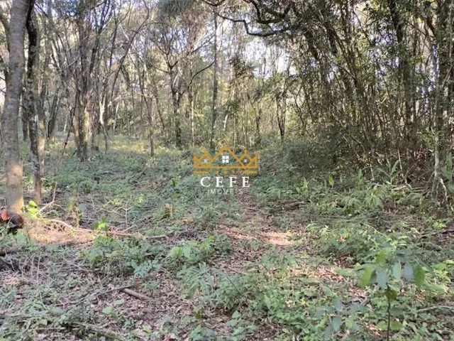 Imagem 8: BELÍSSIMO SÍTIO COM VISTA PARA O VALE EM NOVA PETRÓPOLIS-RS