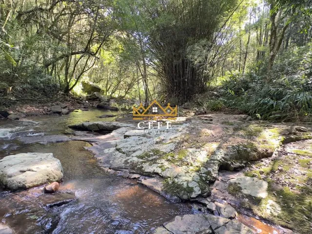 Imagem 10: BELÍSSIMO SÍTIO COM RIACHO EM NOVA PETRÓPOLIS-RS