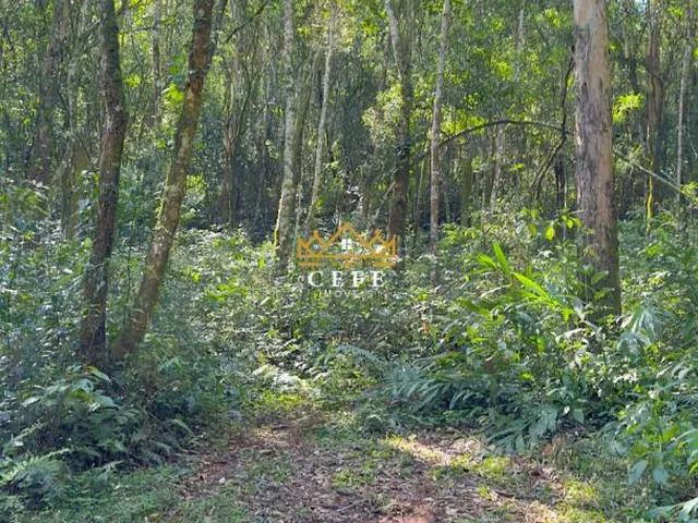 Imagem 11: BELÍSSIMO SÍTIO COM RIACHO EM NOVA PETRÓPOLIS-RS