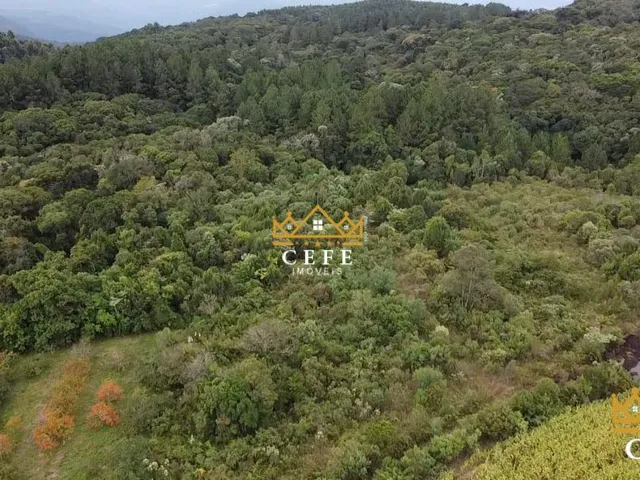 Imagem 11: Imóvel rural em Três Coroas: Chácara à venda no bairro Serra Grande - Confira!