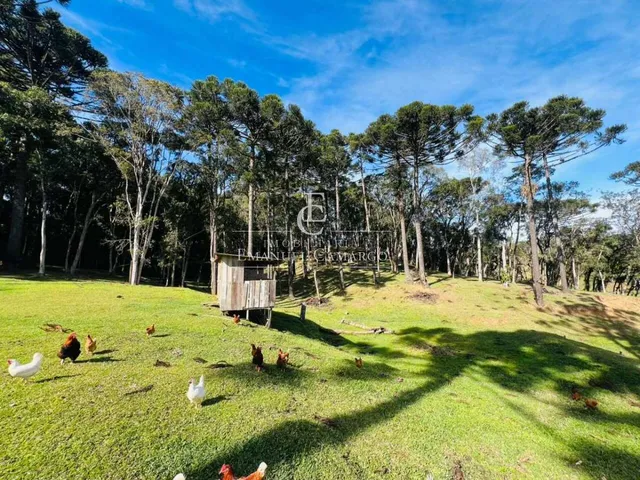 Imagem 8: Chácara à venda em Piraquara, Roça Nova, 43.446m²