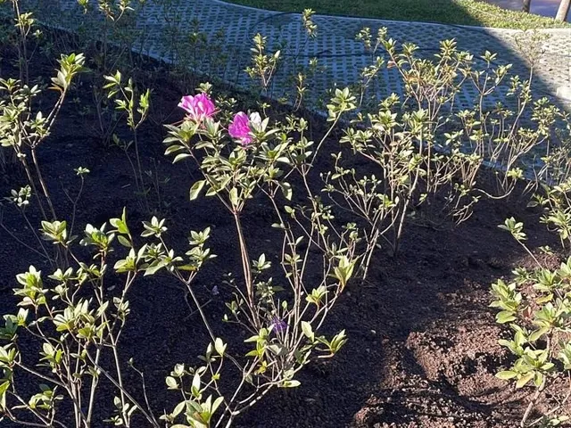 Imagem 13: Terreno em condomínio fechado em Campo Alegre