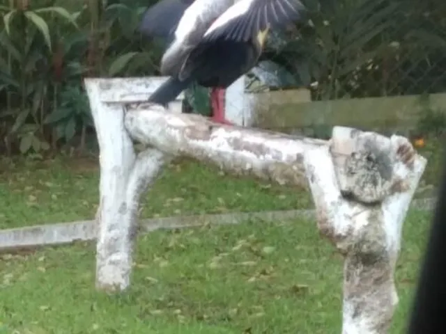Imagem 11: Chácara em zona rural, Bocaiúva do Sul/PR