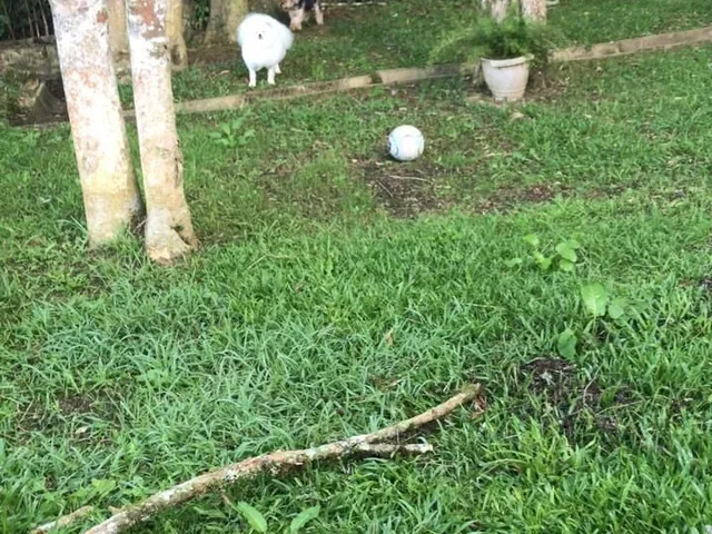 Imagem 4: Chácara em zona rural, Bocaiúva do Sul/PR
