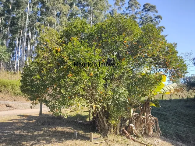 Imagem 14: Chácara com 2.500,00 m², Ribeirão dos Lobos, Taió, S.C., distando 2.400 metros da