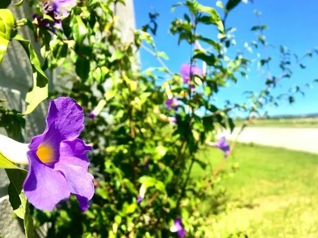 Imagem 8: Terreno em Condomínio Aqualina