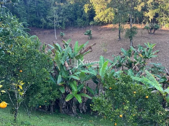 Imagem 3: Sítio à Venda com 32.000 m² em Panelas, Domingos Martins/ES - Casa 3 Quartos, Pomar